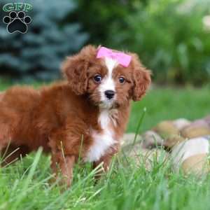 Summer, Cavapoo Puppy
